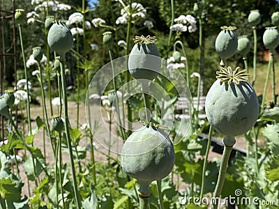 Opium poppy / Papaver somniferum / Breadseed poppy, Wintermohn, Schlafmohn, Pavot somnifÃ¨re, Adormidera or Pavot Ã  opium Stock Photo